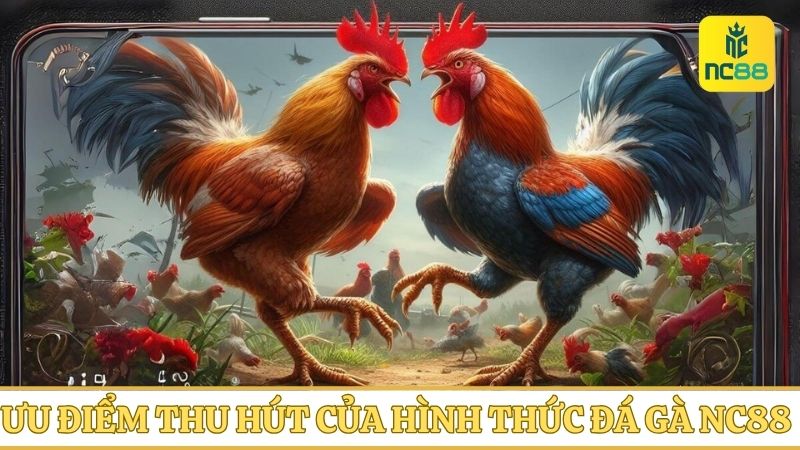 Hình thức đá gà NC88 có rất nhiều ưu điểm thu hút cược thủ lựa chọn