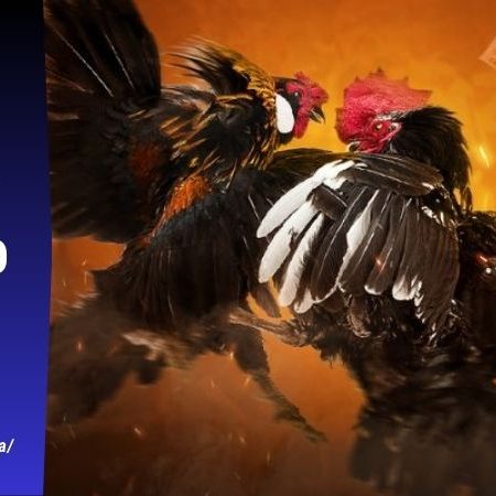 Đá gà Thomo – Sân chơi của những trận chiến kịch tính