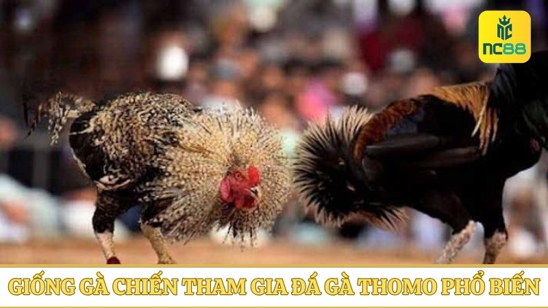 Những giống gà tham gia đá gà Thomo