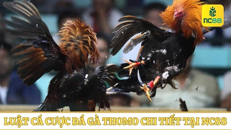 luật chơi cá cược đá gà Thomo
