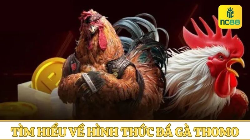 đá gà Thomo